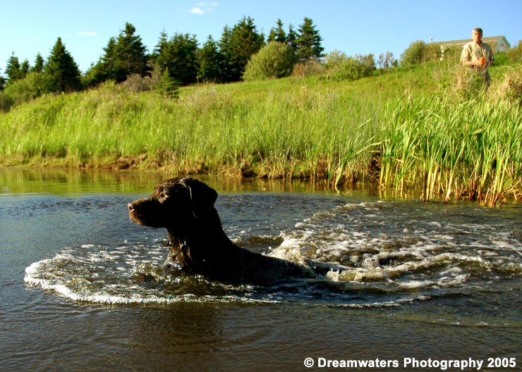 beauBo Water Don Behind.jpg